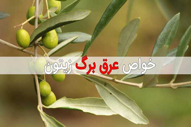 عرق برگ زیتون - خواص و فواید + عوارض جانبی برگ زیتون