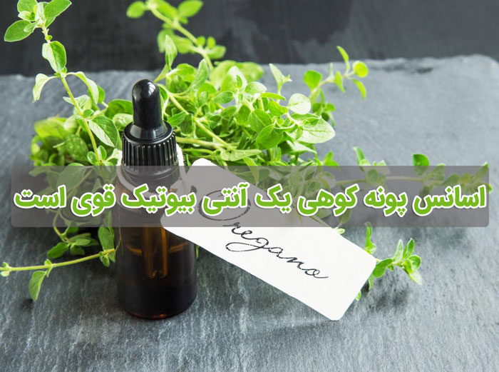 پونه کوهی - خواص دارویی و عوارض جانبی روغن اورگانو