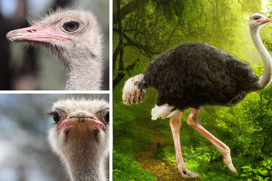 تعبیر خواب شترمرغ - لیست 29 معنی دیدن «شترمرغ در خواب»