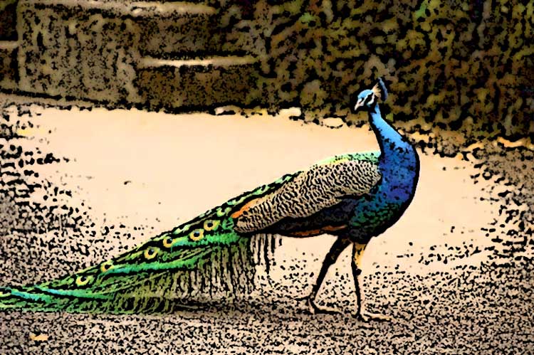 تعبیر خواب طاووس - لیست کامل 49 معنی دیدن طاووس در رویا