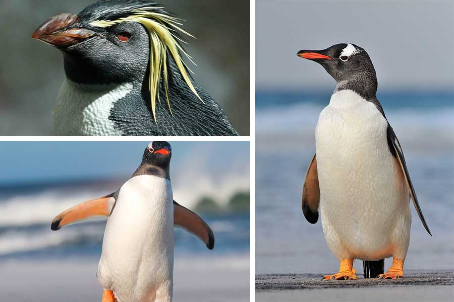 تعبیر خواب پنگوئن - لیست 47 معنی کامل دیدن پنگوئن در رویا