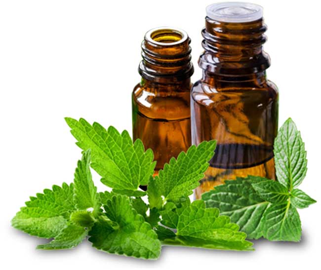 روغن نعناع - خواص - عوارض جانبی - تداخل دارویی