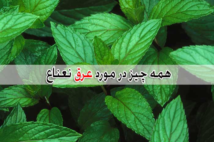 خواص و فواید عرق نعناع