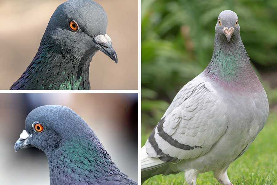 لیست تعبیر خواب کبوتر - 42 معنی کامل دیدن کبوتر در رویا