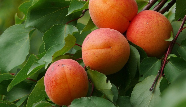 23 خاصیت غذایی و دارویی زردآلو + جدول ارزش غذایی