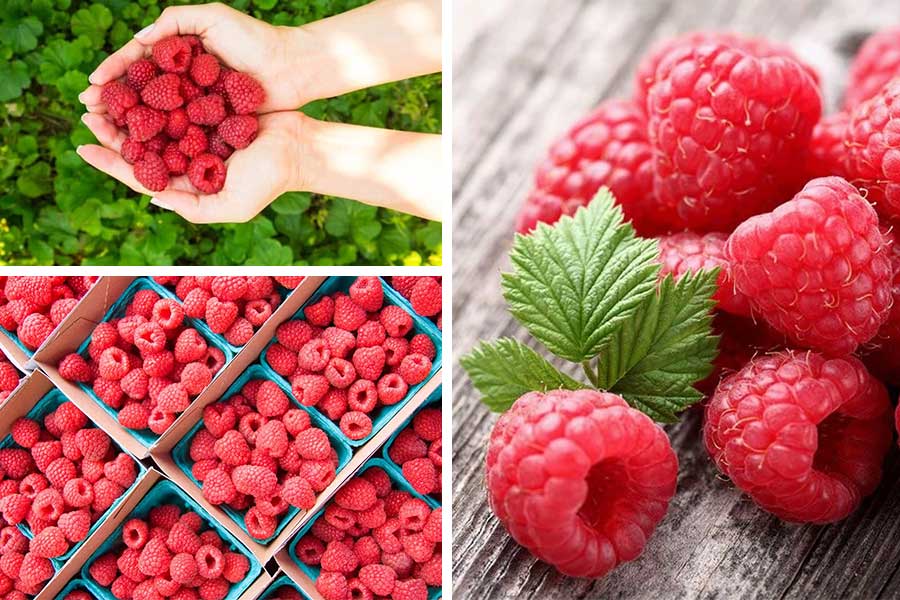 تعبیر خواب تمشک - لیست 19 معنی «دیدن تمشک در خواب»