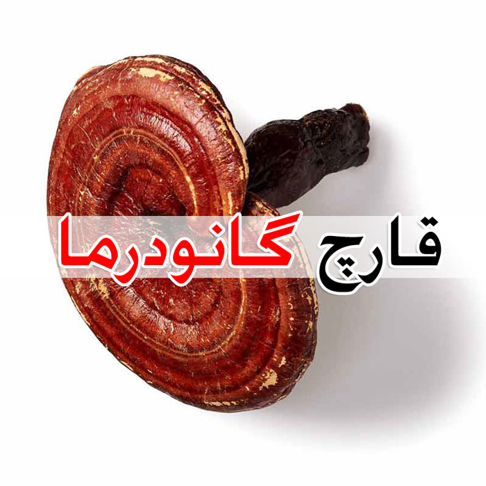 عکس قارچ گانودرما چیست ؟ + خواص ، عوارض جانبی