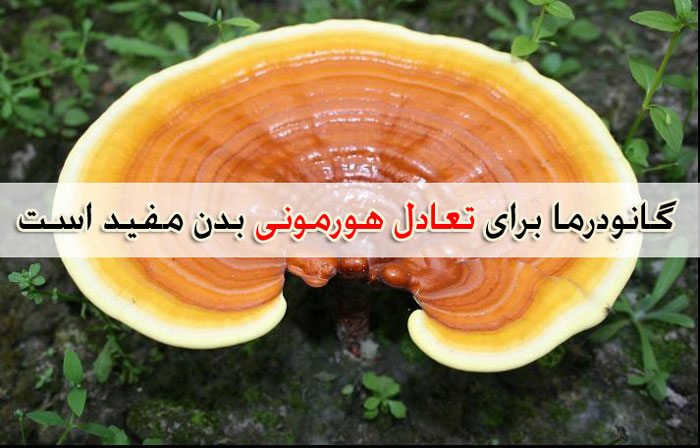 قارچ گانودرما ، هورمون های بدن را متعادل می کند