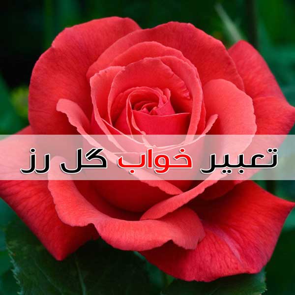 تعبیر خواب گل رز » گل سرخ ، زرد ، نارنجی ، رز سیاه