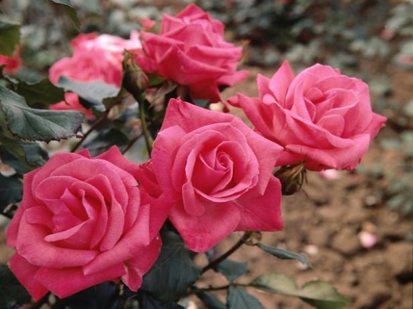 فواید روغن گل سرخ برای پوست ، افسردگی و میل جنسی