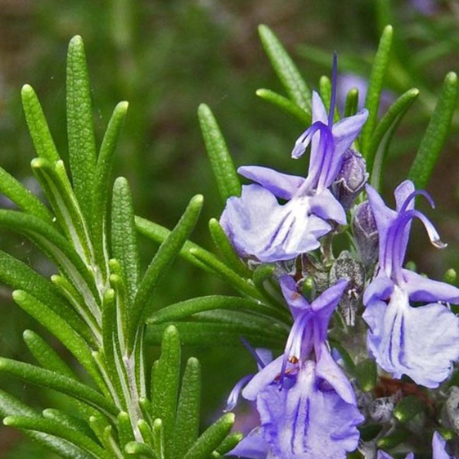 عکس گیاه و گل رزماری