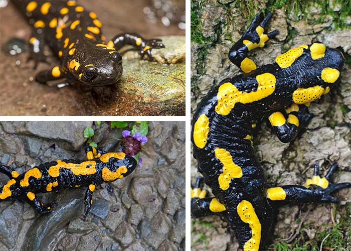 تعبیر خواب سمندر - لیست 21 معنی «دیدن سمندر در خواب»