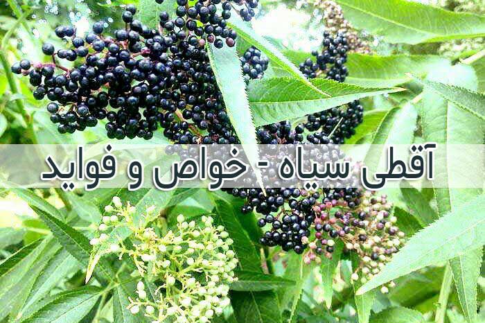 آقطی سیاه - خواص و فواید + عوارض جانبی و تداخل دارویی آن