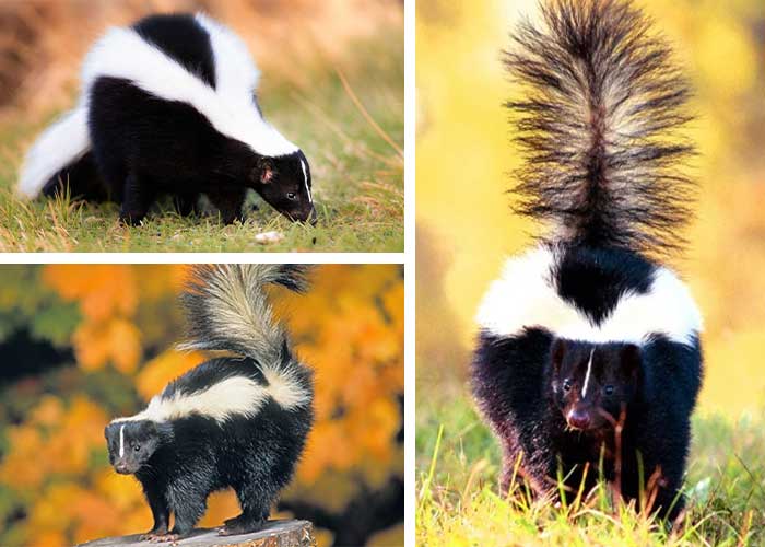 تعبیر خواب راسو- لیست 19 معنی «دیدن راسو در خواب»