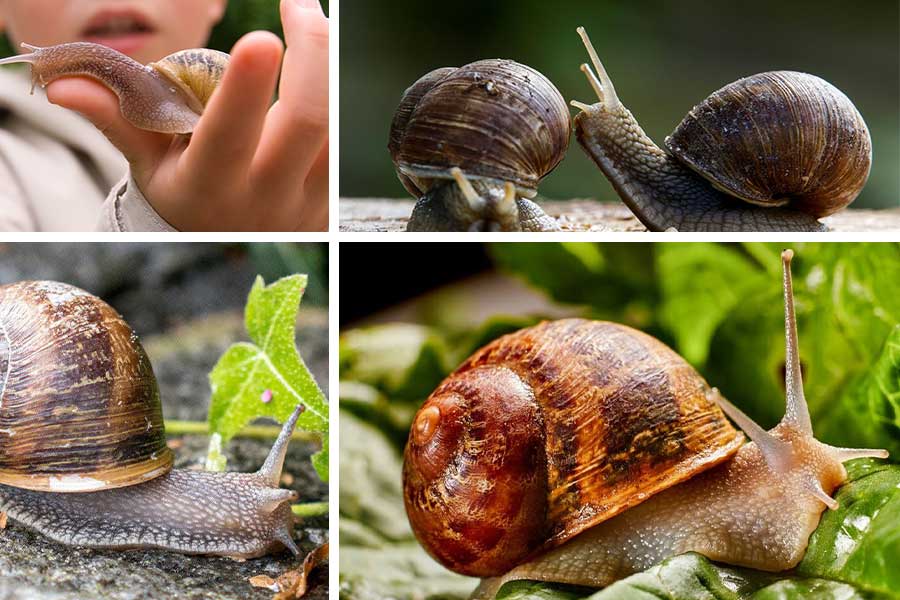 تعبیر خواب حلزون - لیست 91 معنی جدید دیدن حلزون در خواب