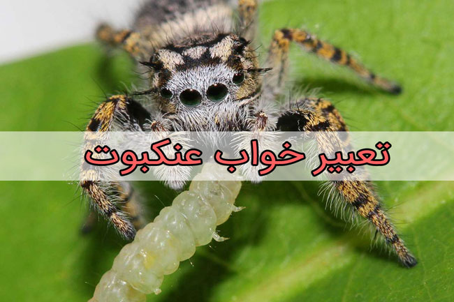 تعبیر خواب عنکبوت - بیش از 49 معنی مختلف 