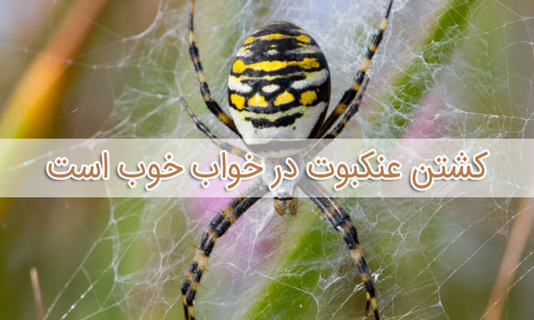 تعبیر خواب عنکبوت - لیست 103 معنی جدید دیدن عنکبوت