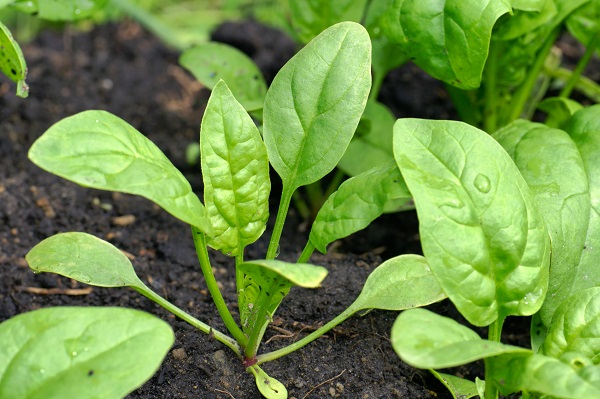 گیاه اسفناج