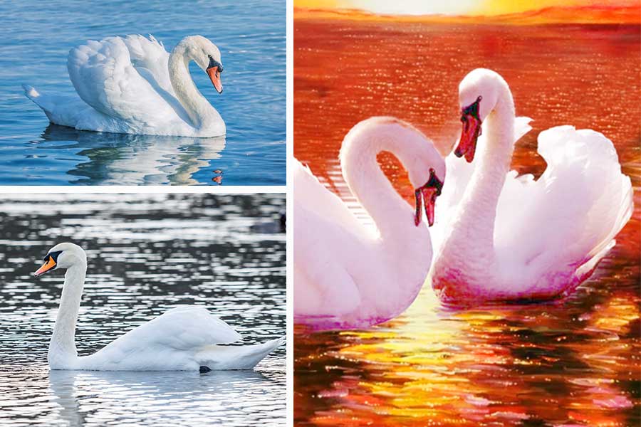 لیست تعبیر خواب قو - 37 معنی کامل دیدن قو در رویا