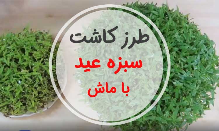 چطور با ماش سبزه عید درست کنم؟- سبزه ماش چند روزه سبز میشود؟