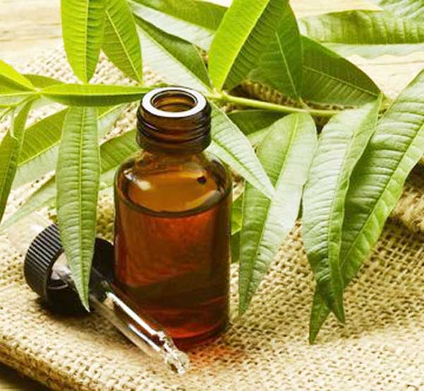 خواص روغن درخت چای برای جوش - درمان آکنه