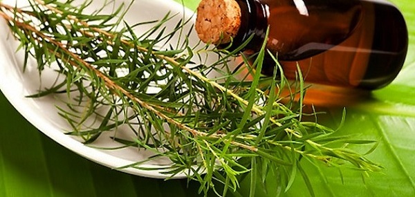  روغن درخت چای برای رفع ترک های پوستی