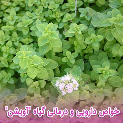 خواص دارویی و درمانی گیاه "آویشن" 