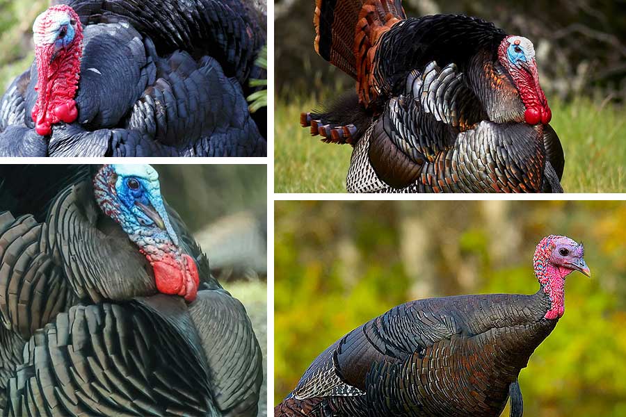 تعبیر خواب بوقلمون - لیست 39 معنی دیدن بوقلمون در رویا