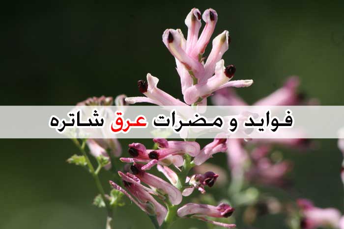 عرق شاتره - لیست خواص + تداخل دارویی و عوارض