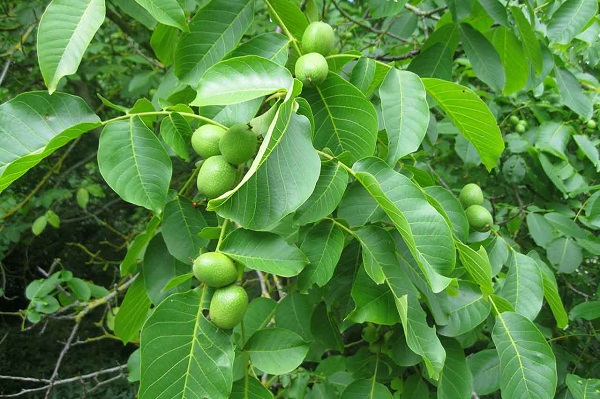 برگ گردو برای رفع بوی بد پا