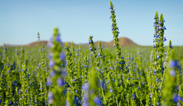 9 خاصیت دارویی و درمانی تخم چیا + جدول ارزش غذایی